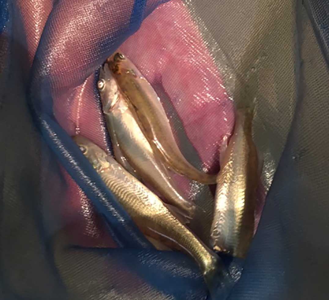 Gore Bay Fish and Game Club releases thousands of fingerlings in Lake Kagawong