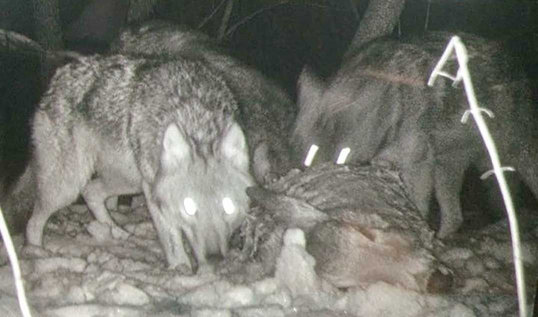 Gore Bay residents should be cautious with coyotes, wolves, town officials urge