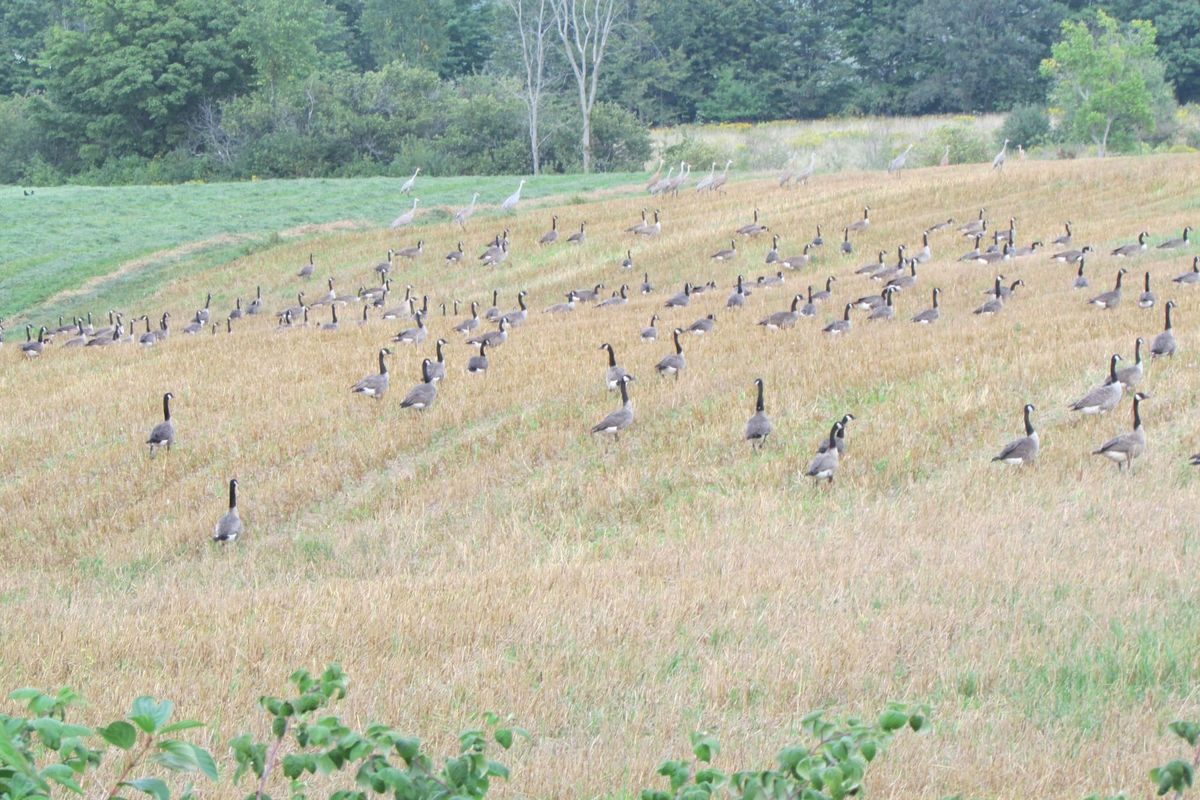 Local farmers urged to bring concerns with Canada geese to federal government