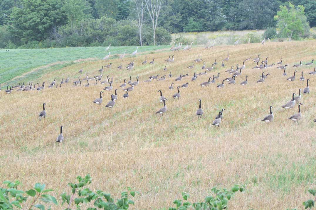 Battle lines drawn: birds v. farmers