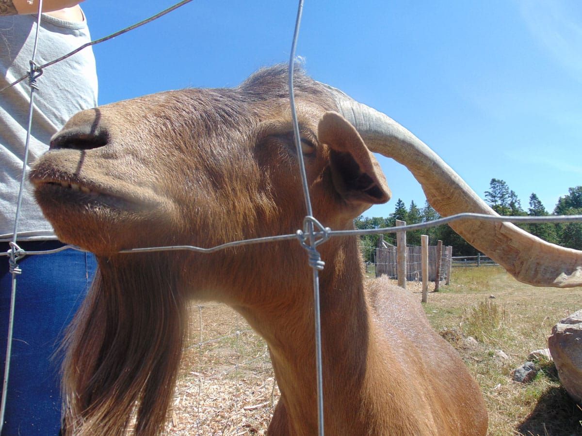 Glo Farm sanctuary welcomes neighbours