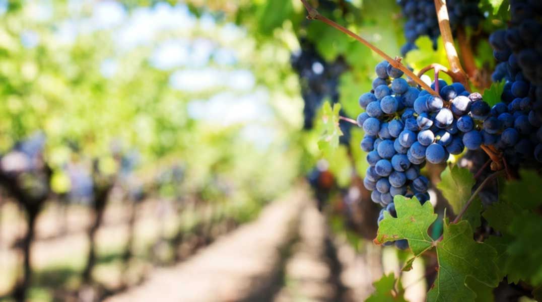 Angry Antlers Vineyard in Assiginack offering tour this weekend
