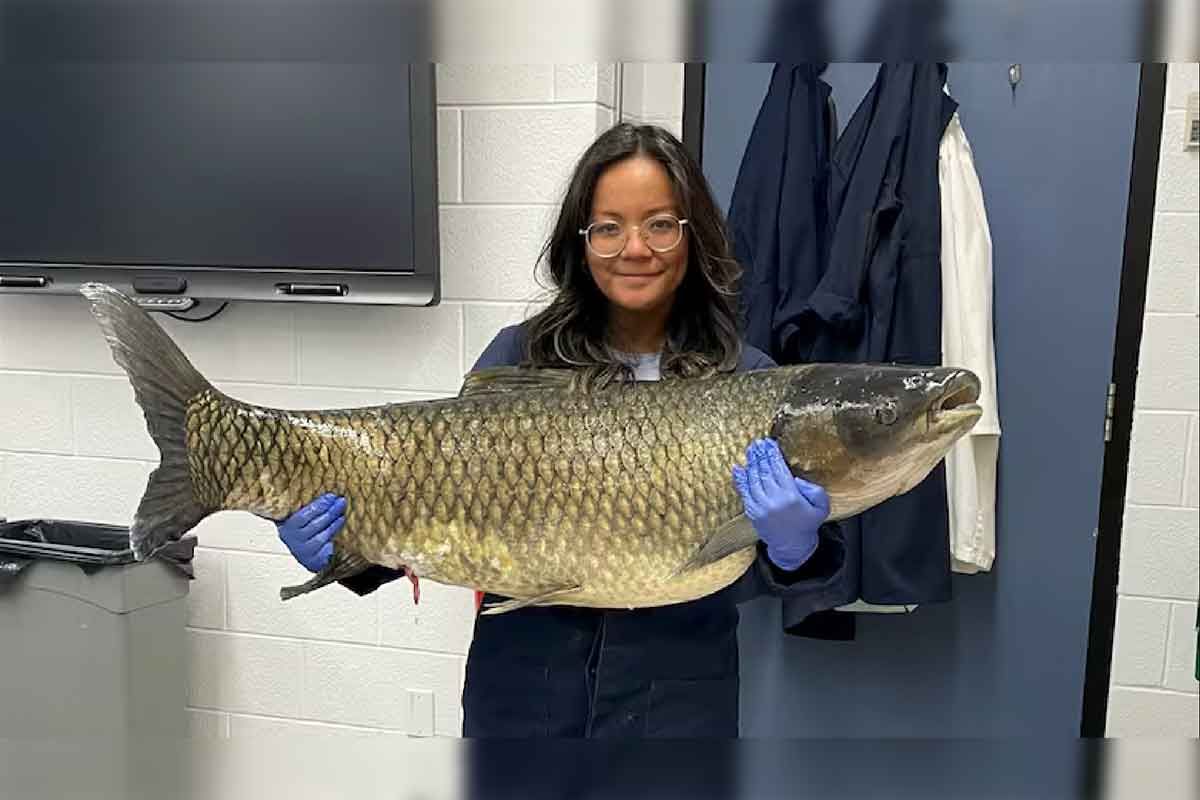 Giant Asian grass carp found in Lake Huron near Bruce power plant