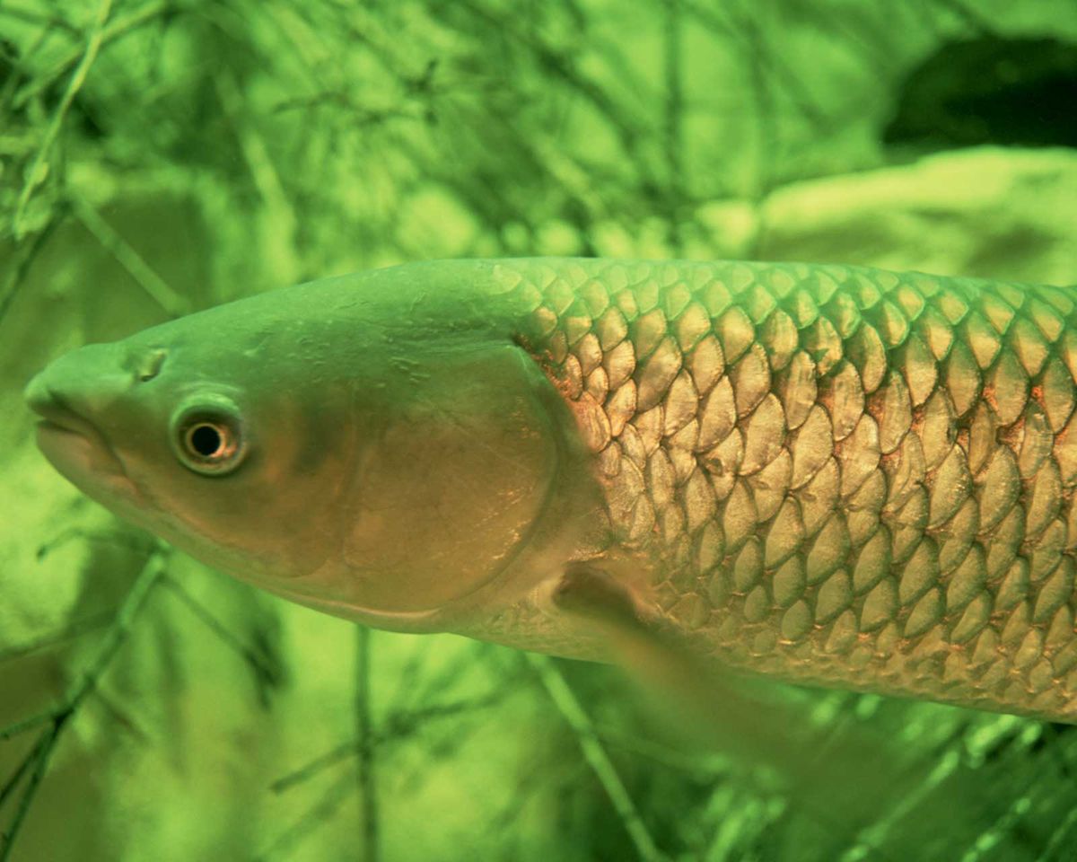 Asian carp establish ‘finholds’ in Lake Erie, Ontario and Michigan