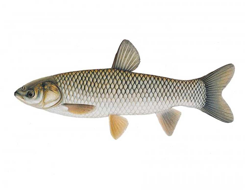 Grass carp found in Lake Huron