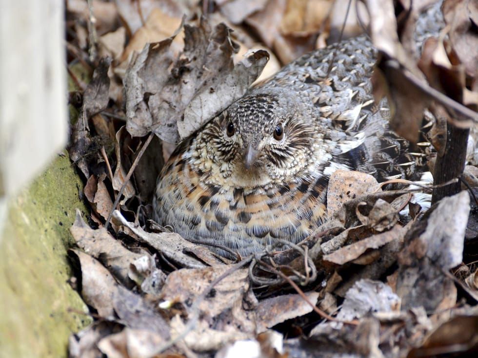 Nesting ruffed grouse shocks Island gardener