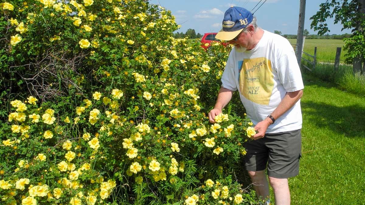 George F. Harison’s yellow rose is living history on Manitoulin Island