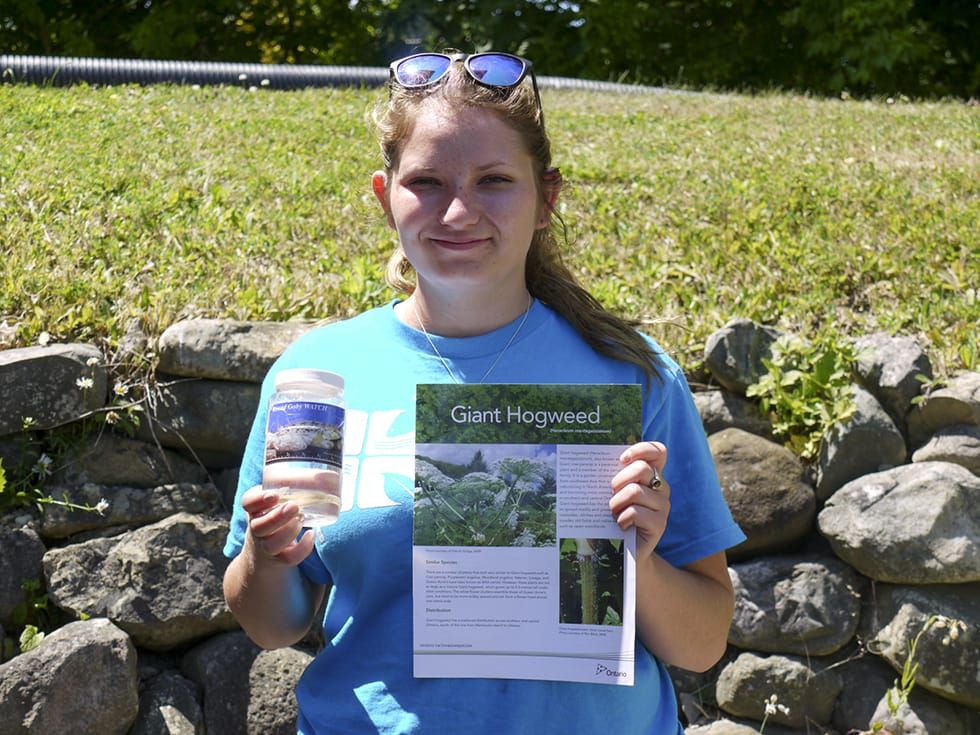 Know the facts on the invasive giant hogweed plant