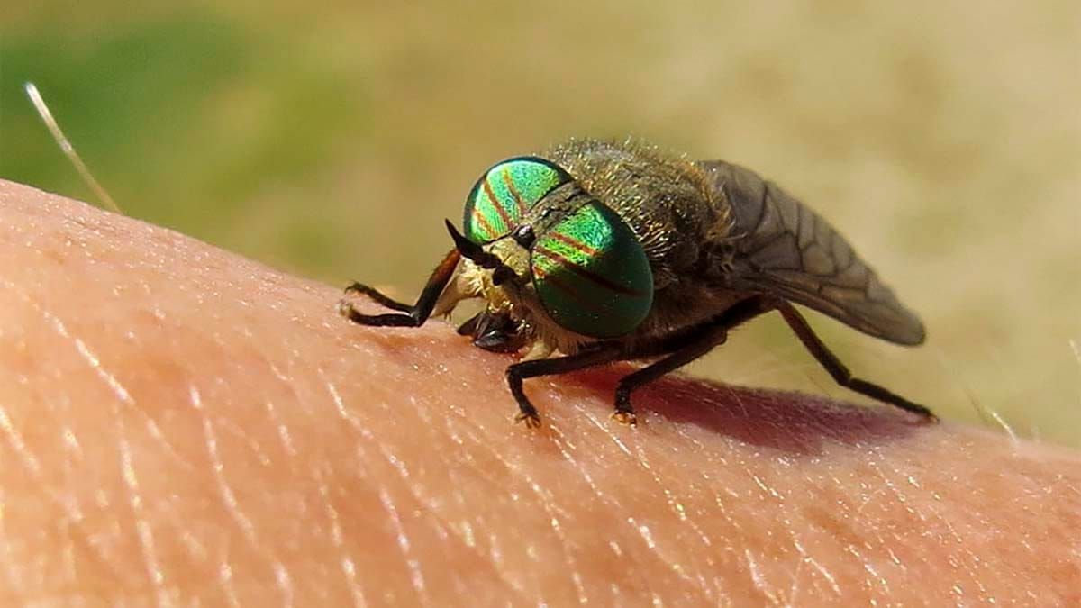 Manitoulin’s blood feeders: Part I