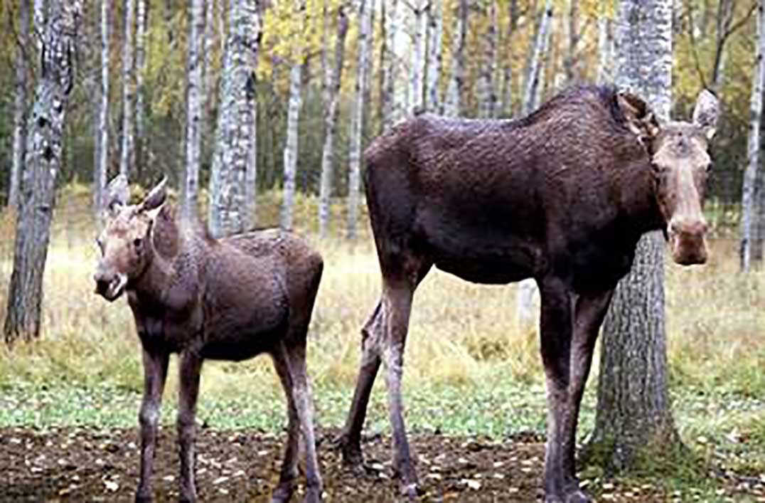 A Reminder for Moose Hunters: Know the Difference