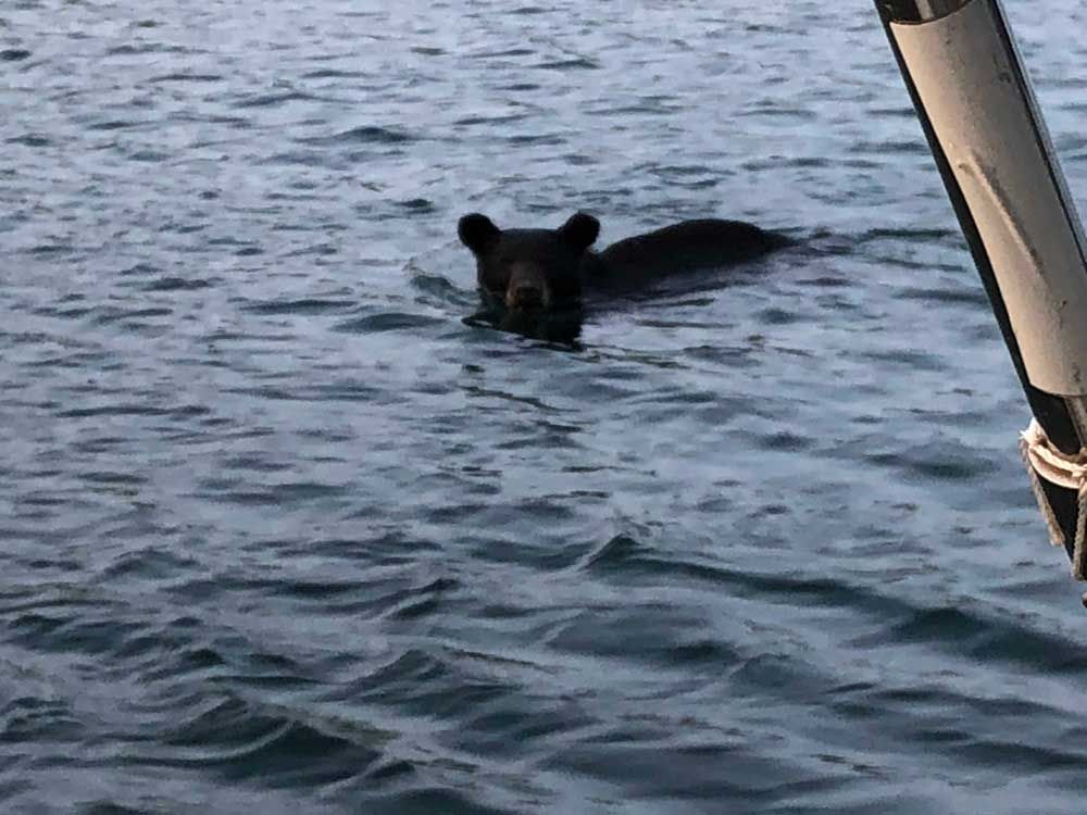 Heywood boat boarding bear strikes again