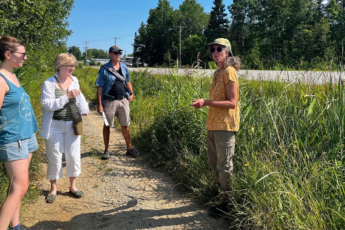 Phragmites Week seeks Island volunteers to spot, remove invasive grass