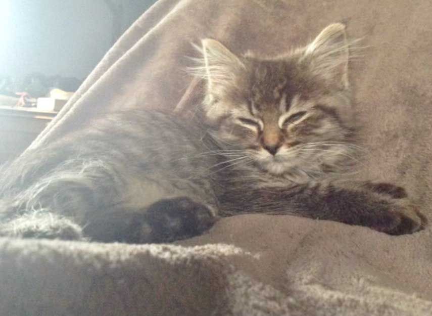 Jenna is looking for her forever home
