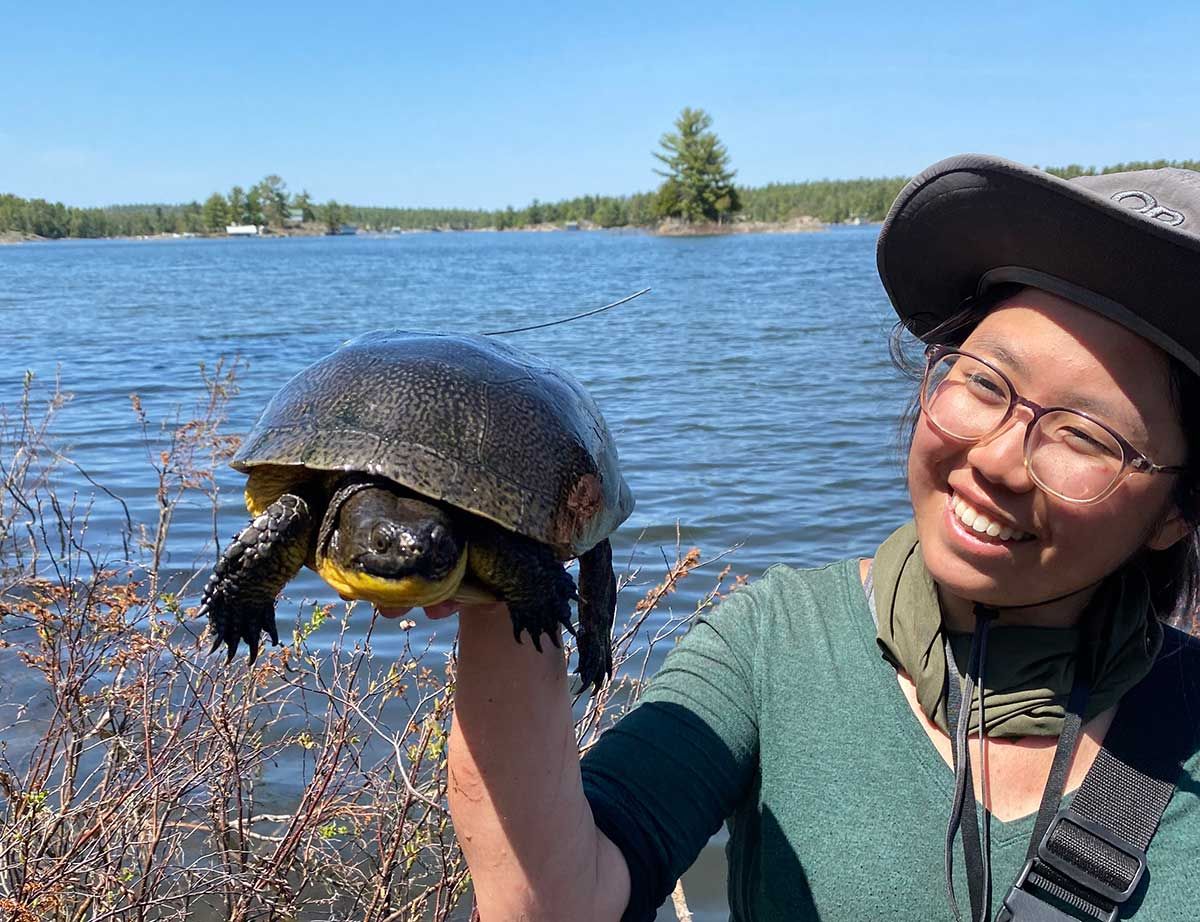 Unique Blanding’s turtle populations discovered in McGregor Bay