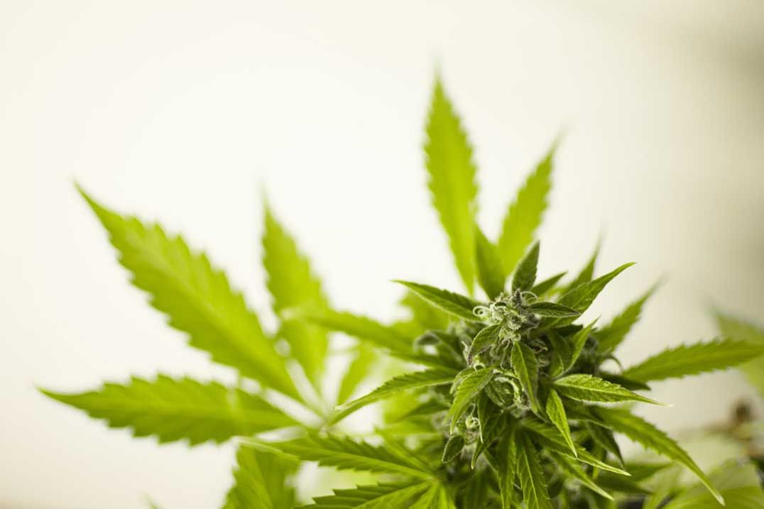 Try your hand at growing Mary Jane