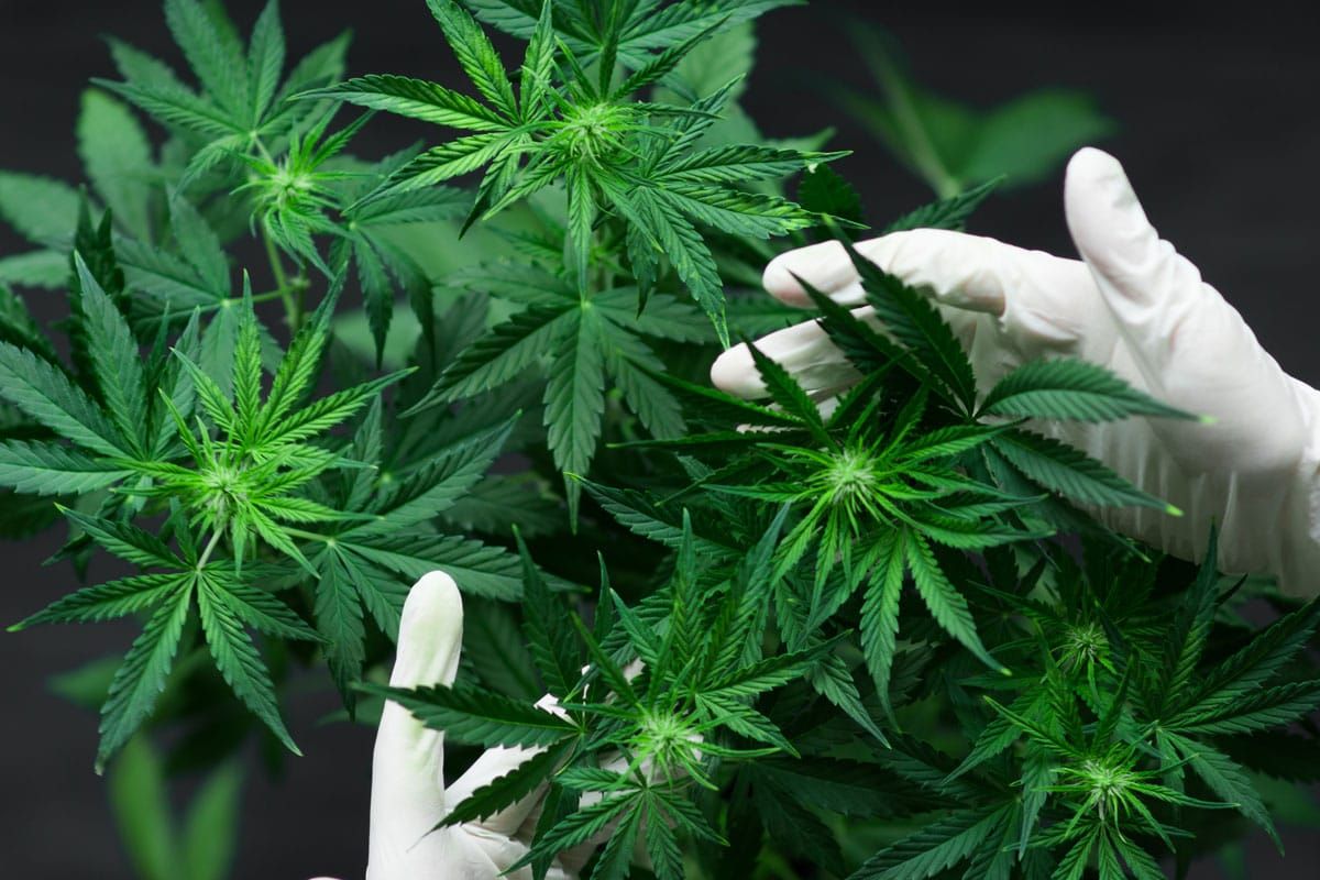 Ontario opening cannabis retail market