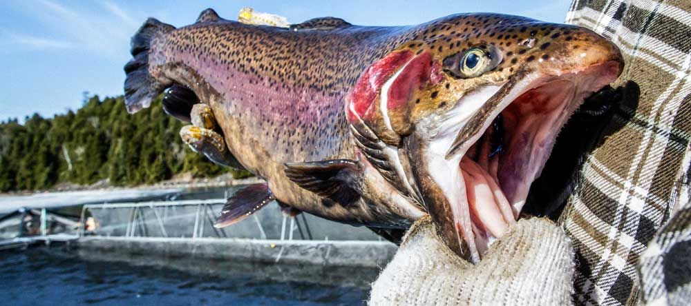 Mike Meeker skated from the NHL to aquaculture renaissance man