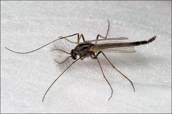 What are those things anyway! Midge mating frenzy raises Islanders’ ire