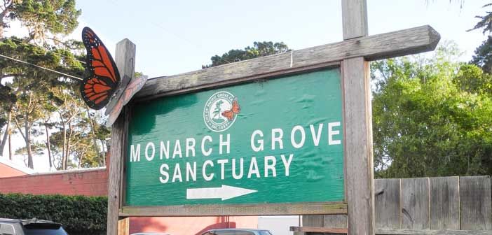 Observations on overwintering monarch butterflies in California and Hawaii