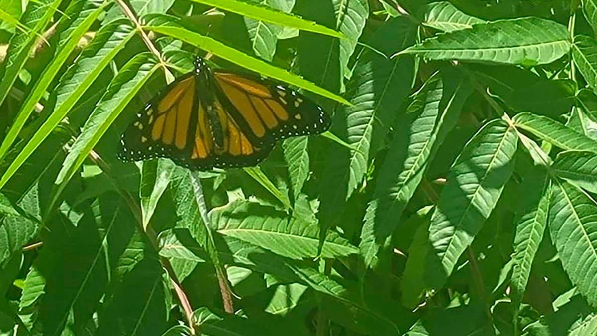 Monarch butterfly population not in dire straits on Manitoulin