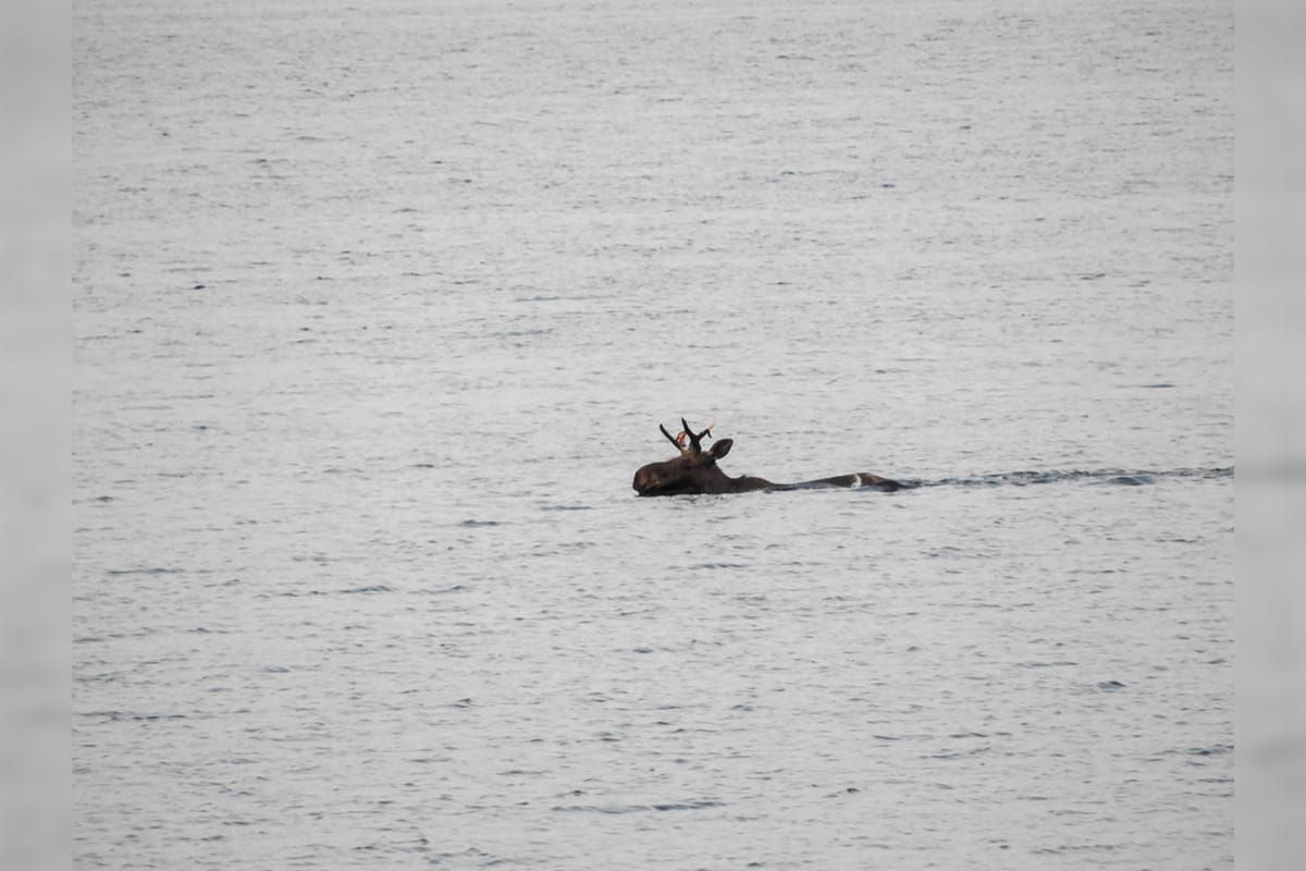 Moose on the loose
