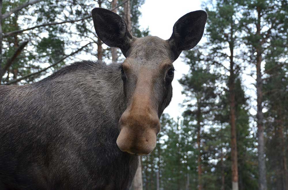 Motorist Chases Moose – Catches Ticket