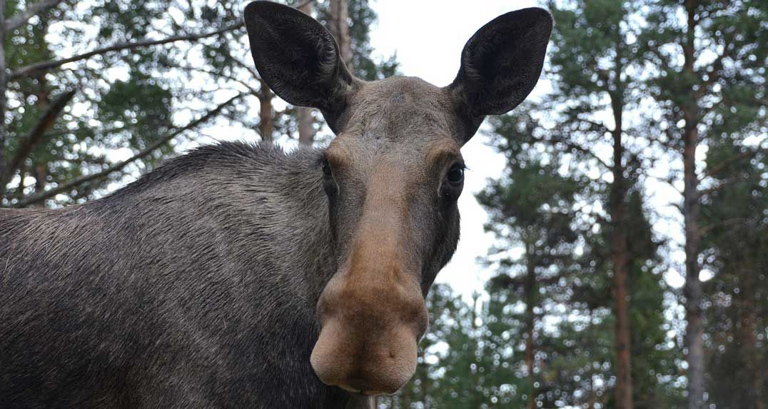 OPP urges motorists to beware of moose