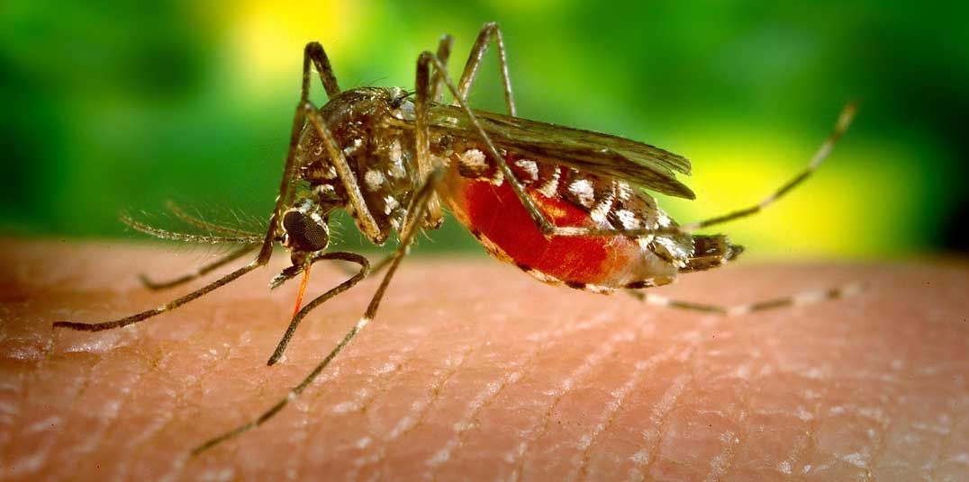 Protection against West Nile virus still needed