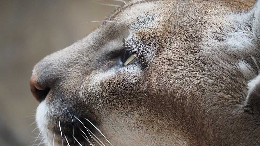 Cougar spotted on Western Manitoulin