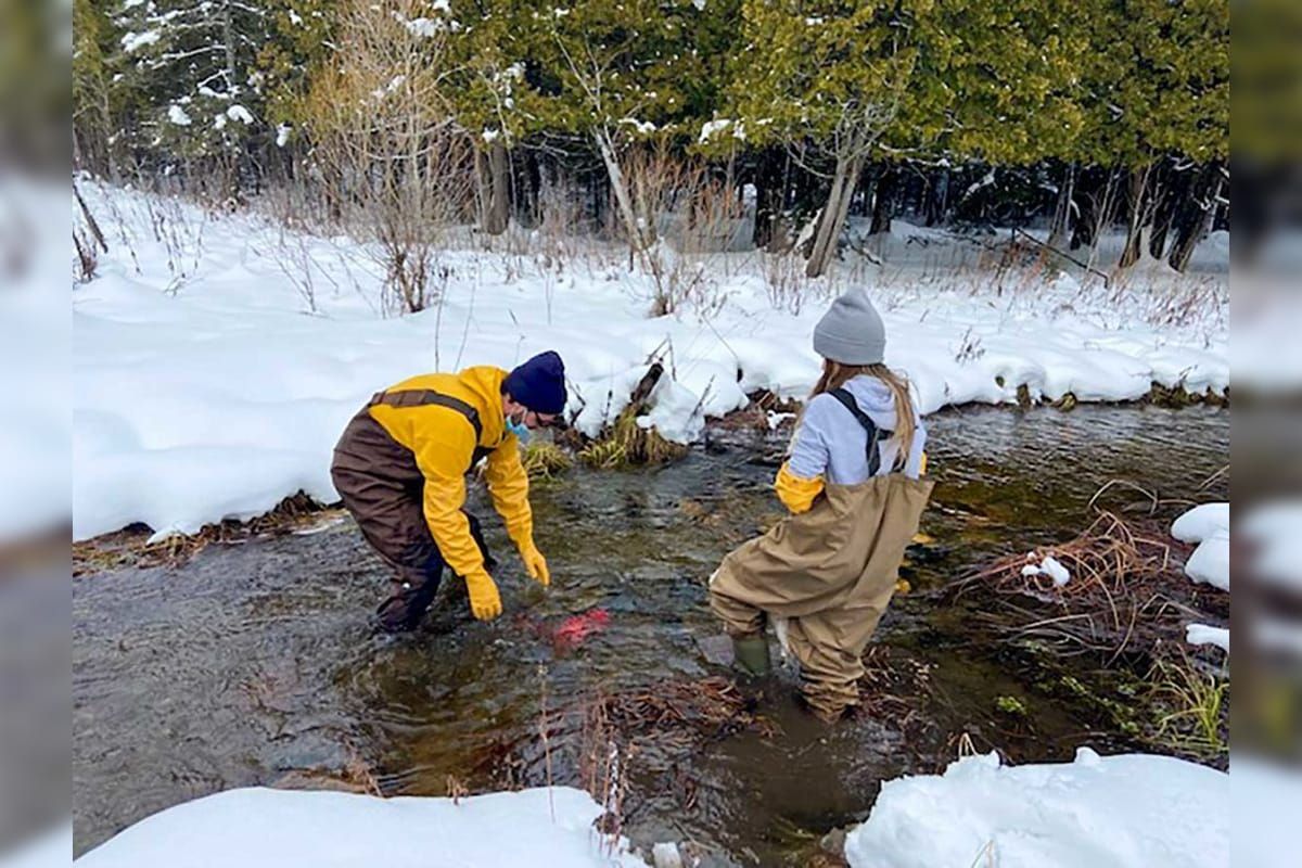 Mass hatchery die-off means cancellation of eyed egg event