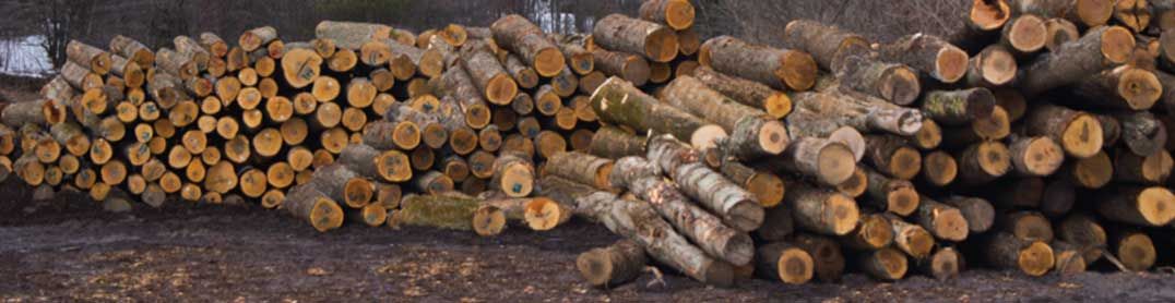 Major regional sawmill sees US lumber tarriff as challenge but enjoys good domestic market