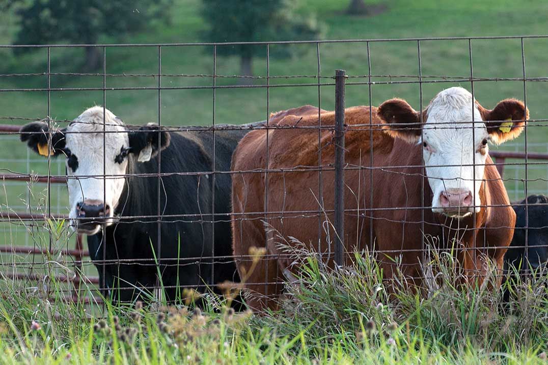 Gore Bay’s Jeff Hietkamp reflects on safe beef farming