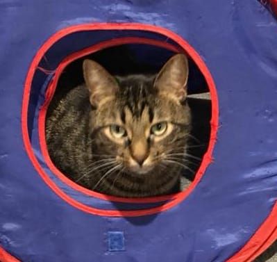 Nathan is up for adoption