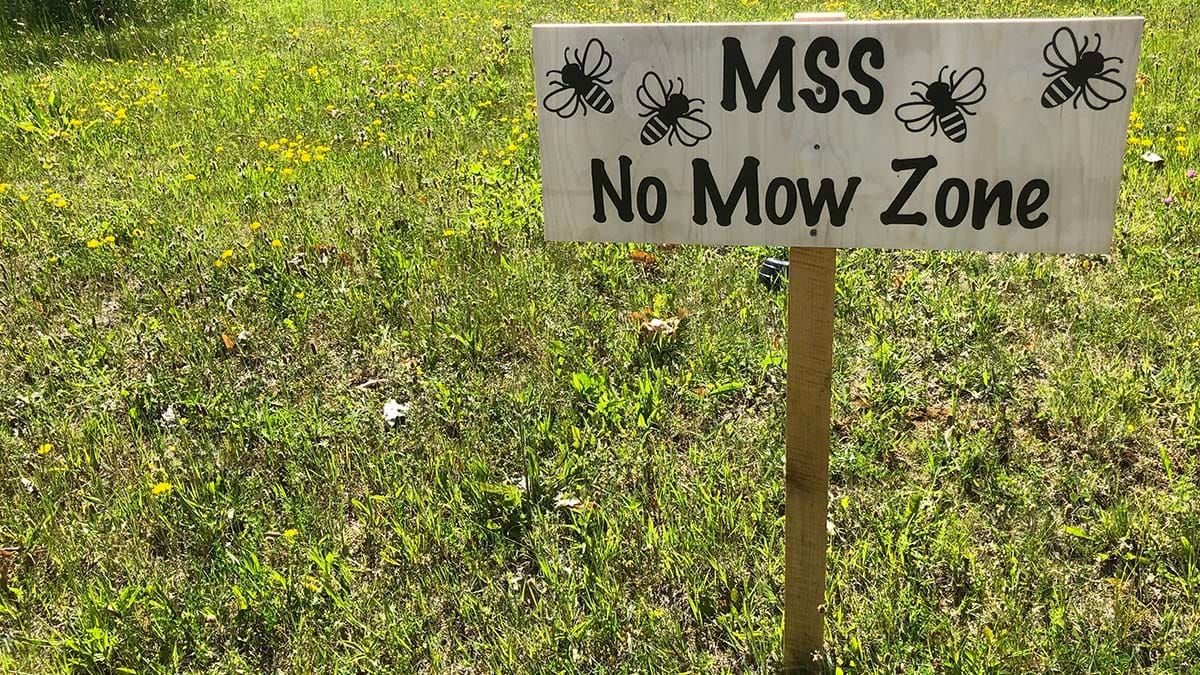 ‘No mow zone’ at MSS will create natural habitat for pollinators and small animals