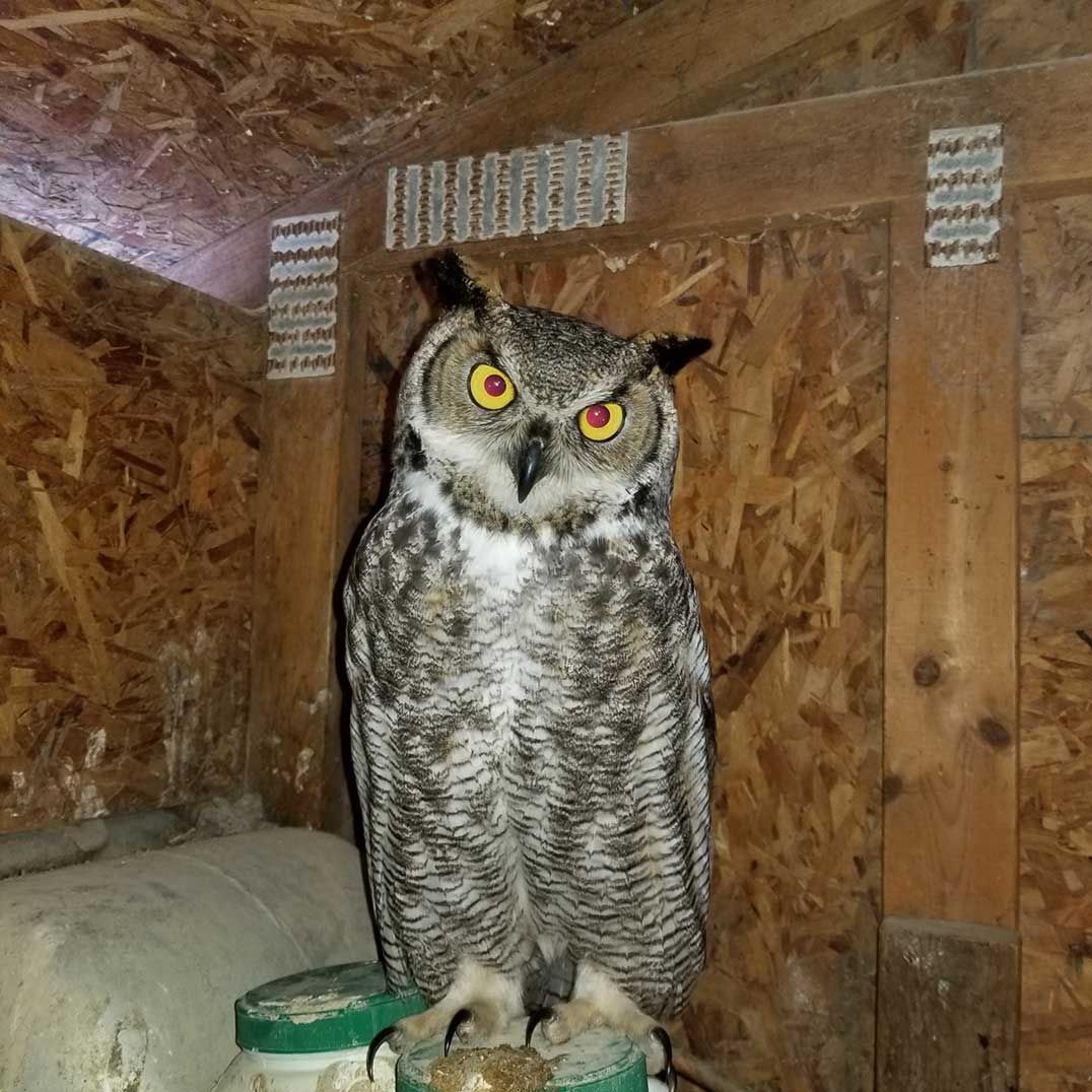 Man battles chicken killing owl