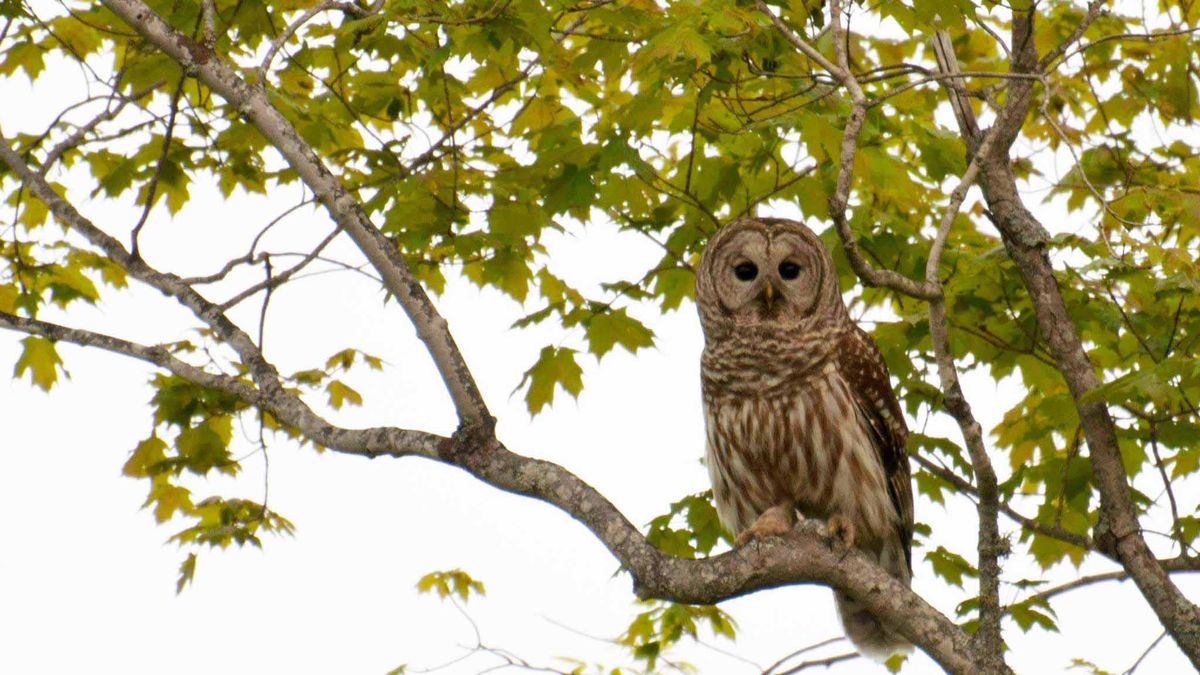 Owl Prowl