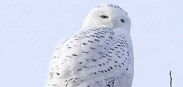 Over 4,000 birds spotted at Christmas bird count