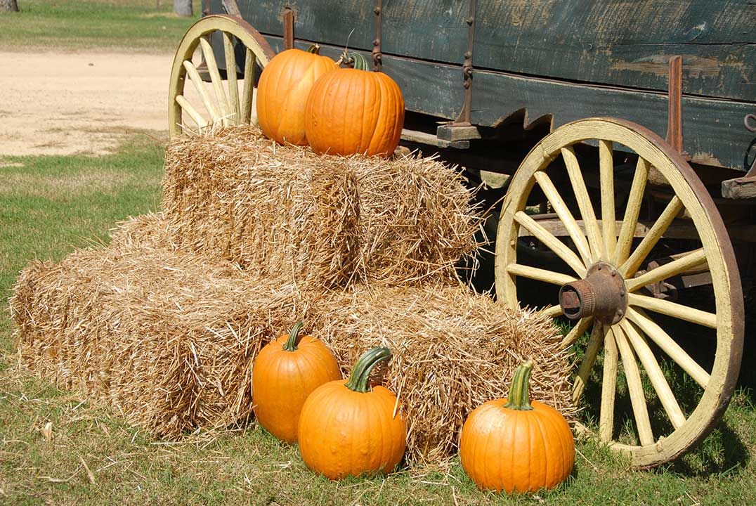 More than 1,100 students from 21 schools take part in annual Fall Harvest