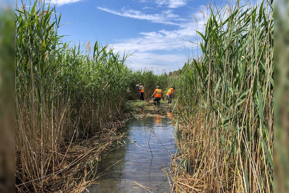 Invasive reeds proving to be no match for the Manitoulin Phragmites Project