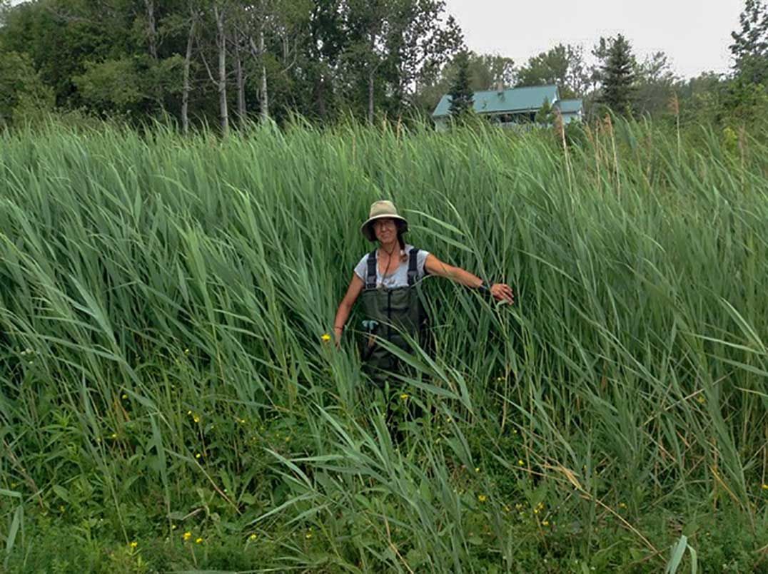 Phragmites Week is upon us!￼