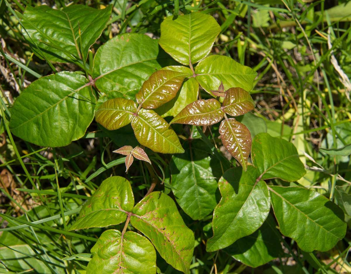 Poison ivy likely to become more abundant and more potent with climate change