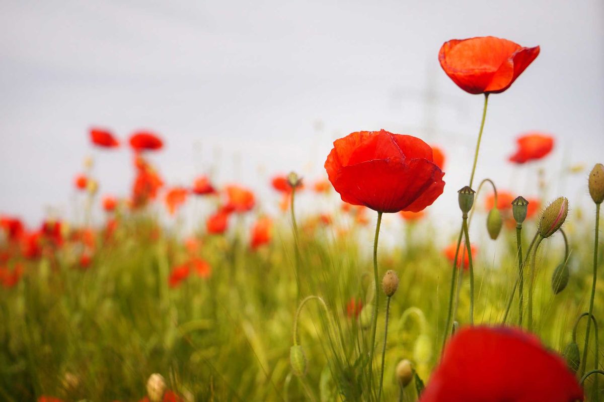 Ontario Regional Chief Glen Hare Pays Tribute to Veterans on Indigenous Veterans Day and Remembrance Day