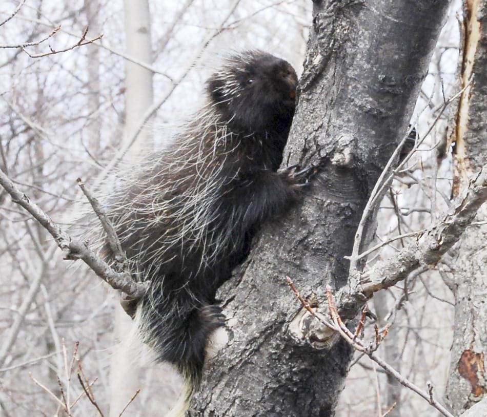 Retired biology professor explains the ponderous porcupine