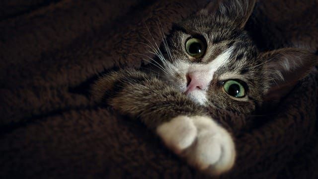 Eleven cats found in Elliot Lake stuffed in small plastic tote