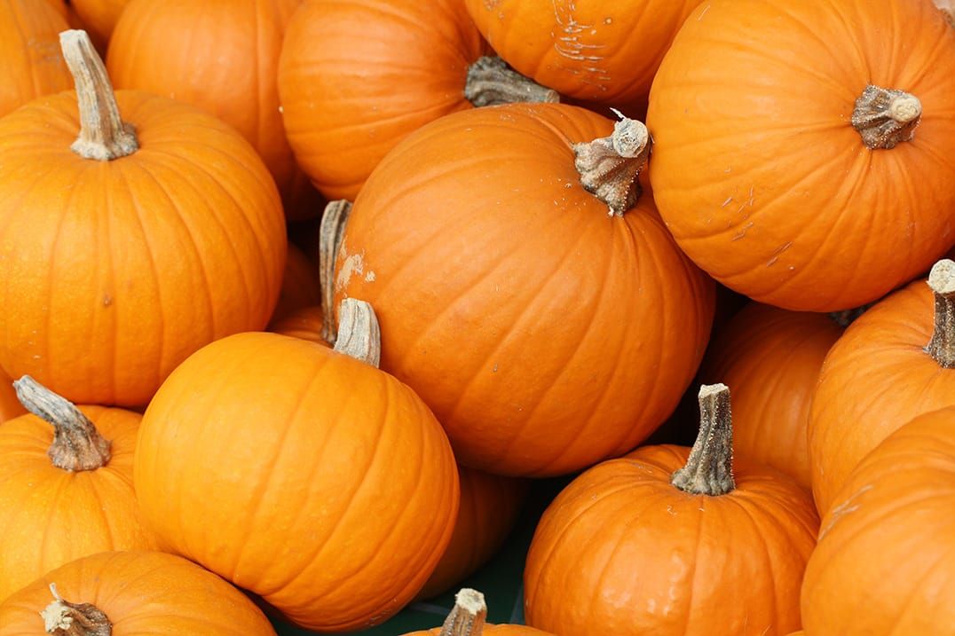 Chuck your pumpkin at the second annual Pumpkin Festival October 25