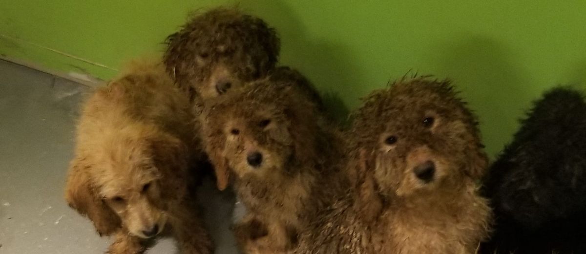 Suspected puppy mill passes inspection after concerns raised