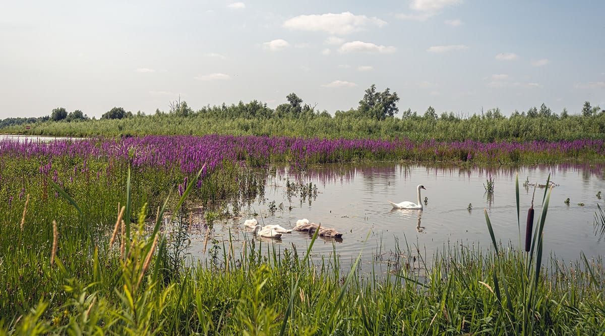 Climate change, invasive species and the Great Lakes