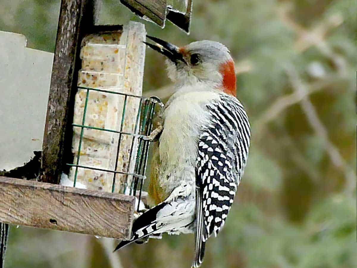 Over 2,400 birds of 50 species spotted at annual Christmas bird count