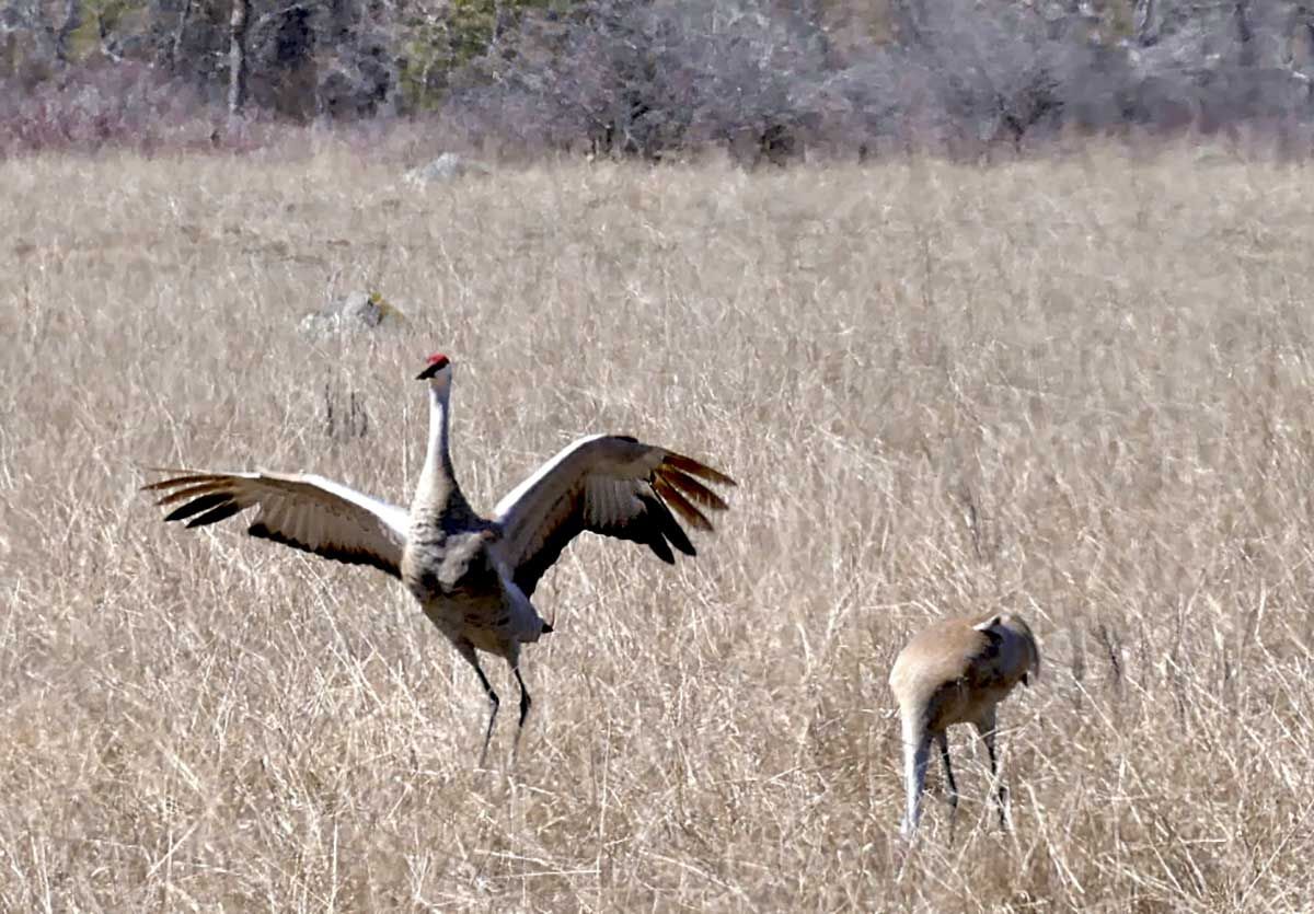 OFAH rep cautiously optimistic Sandhill crane hunt could take place in future