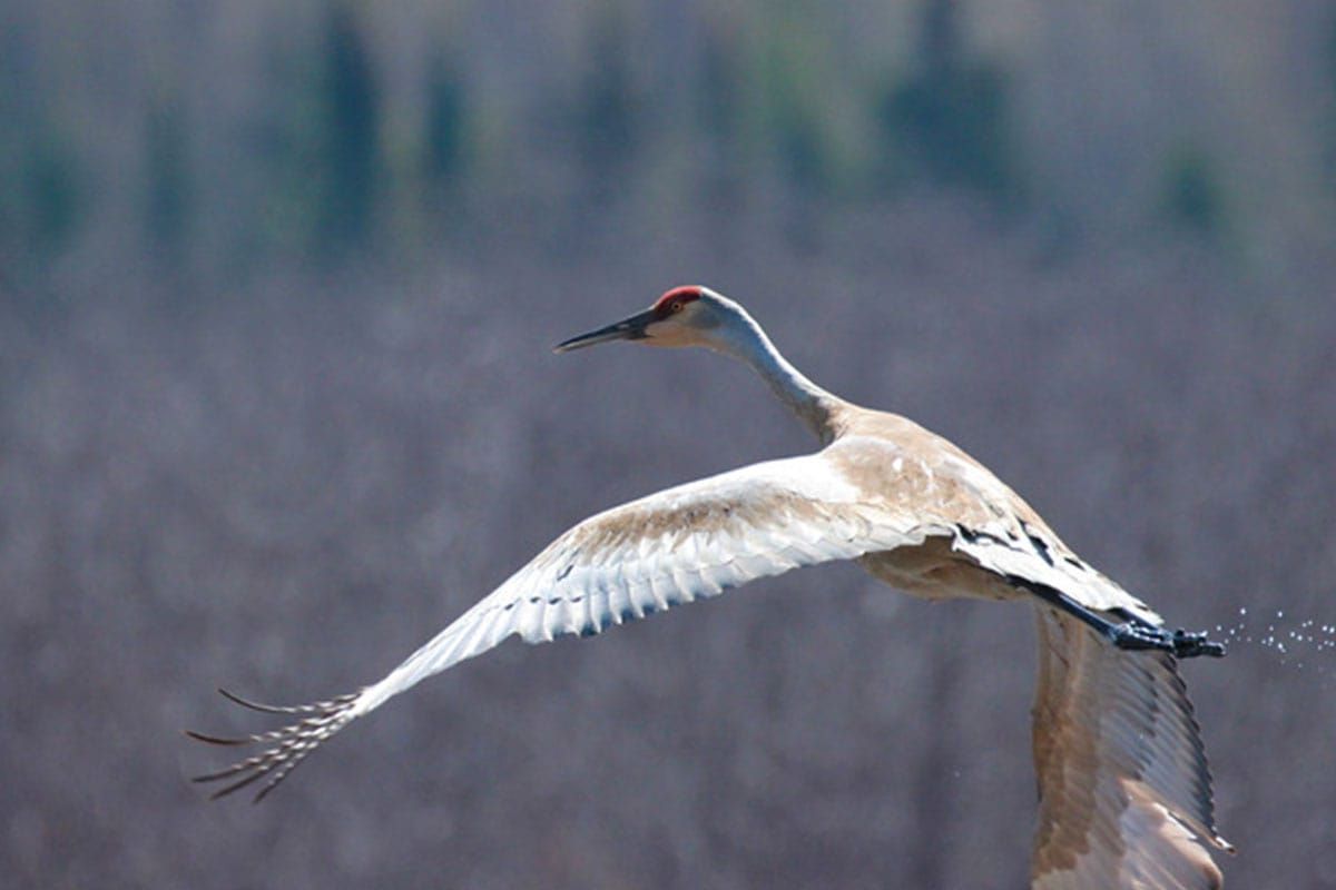 Sandhill crane hunt proposed by Canadian Wildlife Service would include Manitoulin
